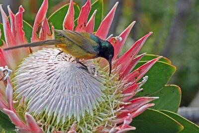 orange breasted sunbird on king protea.jpg