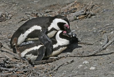 african penguins mating.jpg