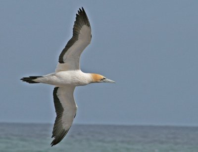 Cape gannet 5.jpg