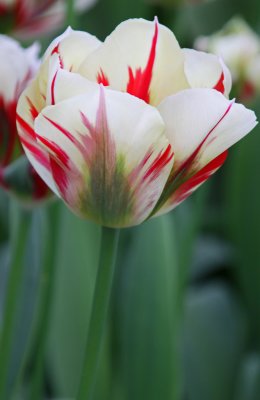 tulip flaming spring green 2.jpg