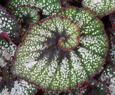Begonia leaf 1.jpg