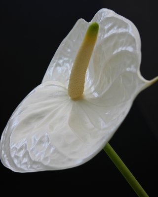 white anthurium.jpg
