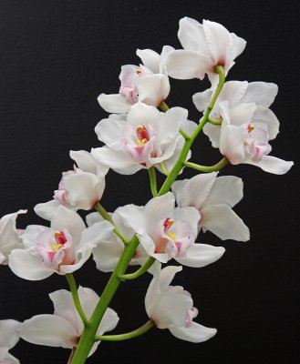orchid 5.jpg