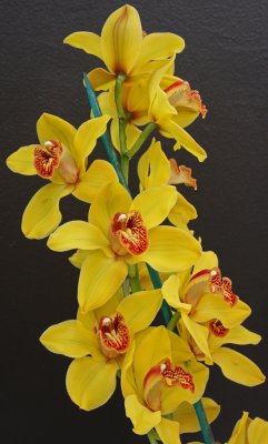 orchid 9.jpg