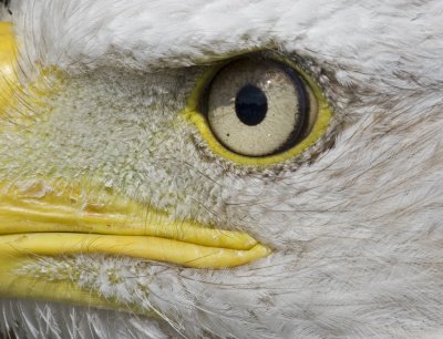 08 August eye of the bald eagle.jpg