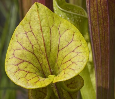 Sarracenia.jpg