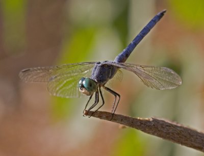 dragonfly 3a.jpg