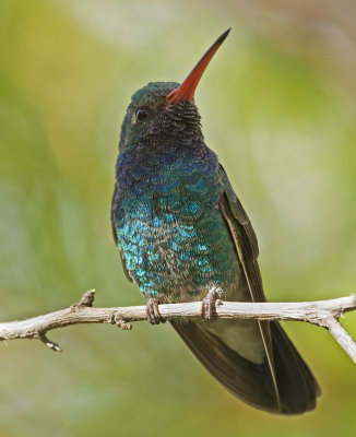Boadbilled hummingbird.jpg