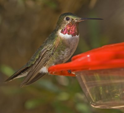 Broad tailed hummingbird.jpg
