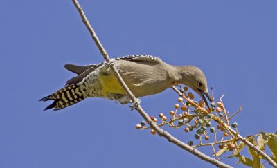 gila woodpecker 3.jpg