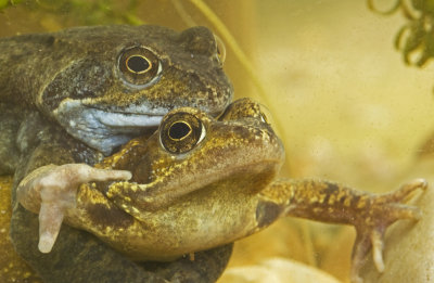 03 March mating frogs.jpg