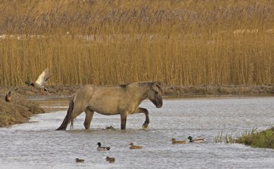 12 December konic pony wading.jpg