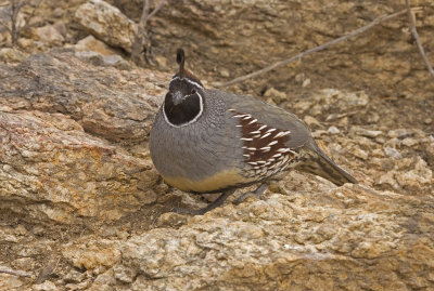 gambols quail male.jpg