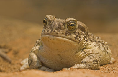 Arizona toad.jpg