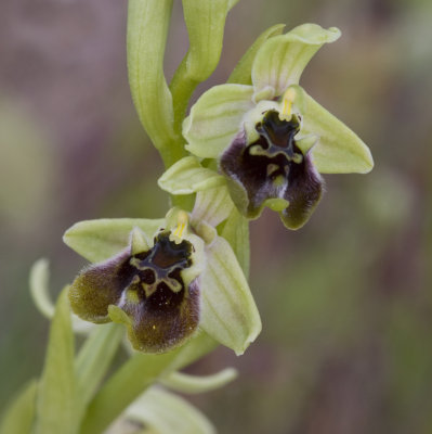 Ophrys bornmuelleri 5.jpg