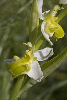 Ophrys apifera var chlorantha.jpg