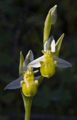 Ophrys apifera sp chlorantha 3.jpg