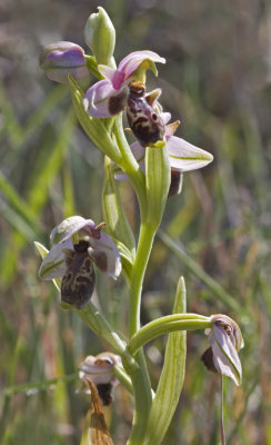 Ophrys kotschyi 2.jpg