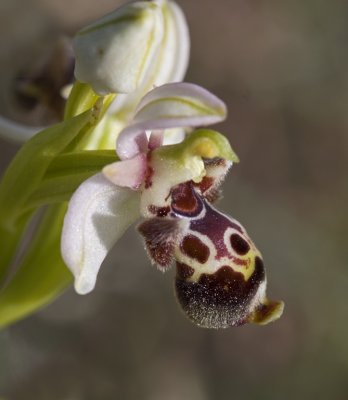 Ophrys kotschyi 5.jpg