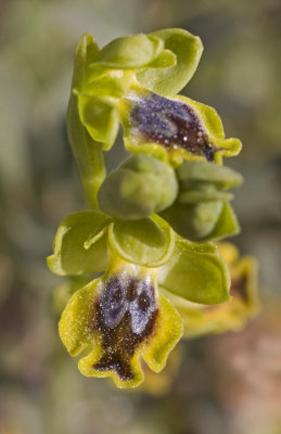 Ophrys lutea sspgalilaea 2.jpg