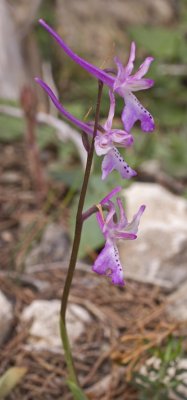 Orchis antolica ssp troodi 4.jpg