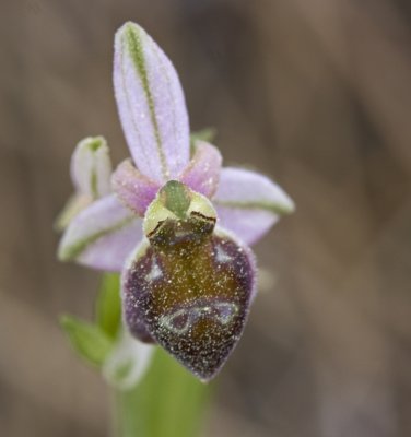 Ophrys elegans.jpg