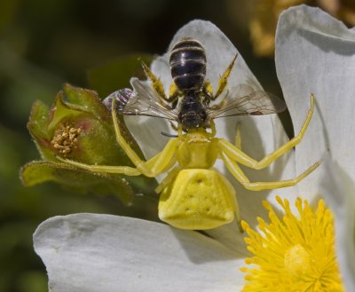 yellow crab spider and prey.jpg