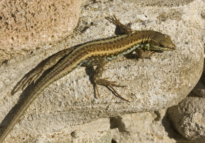 lizard 3.jpg