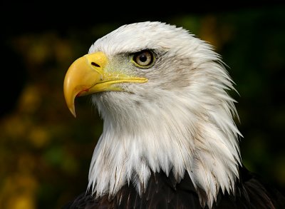 mature bald eagle.jpg