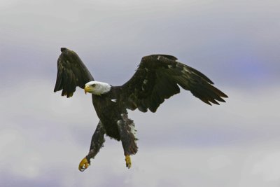 flying bald eagle.jpg