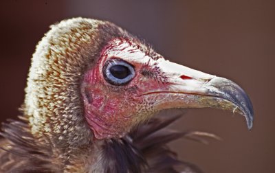 hooded vulture.jpg