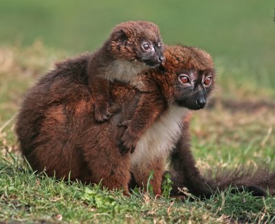 red belllied lemur and young.jpg