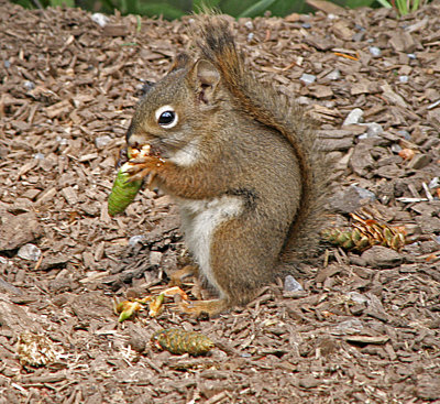 red squirrel 3.jpg