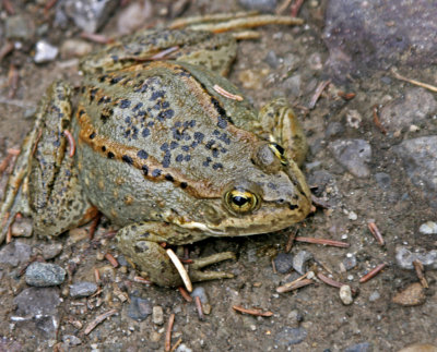 frog 2.jpg