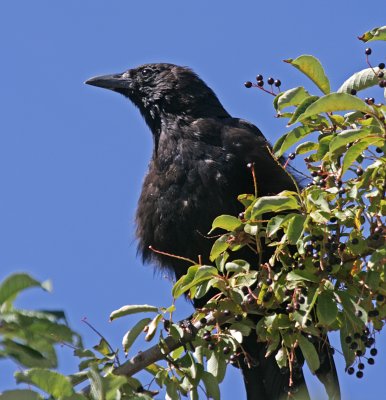 american crow 2.jpg