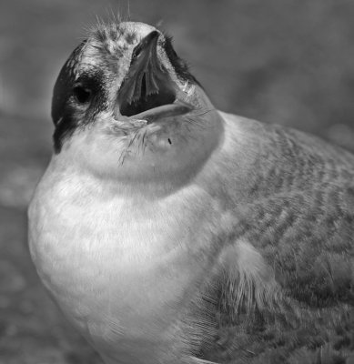 common tern chick begging.jpg