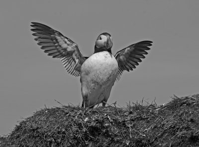 puffin 3.jpg