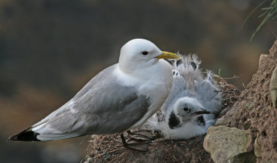 Kittiwake and chick.jpg