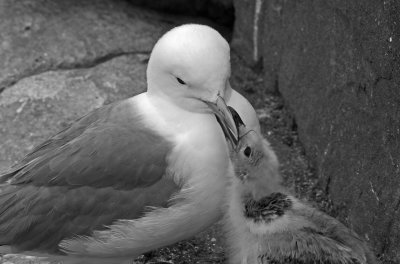 kittiwake feeding chick.jpg