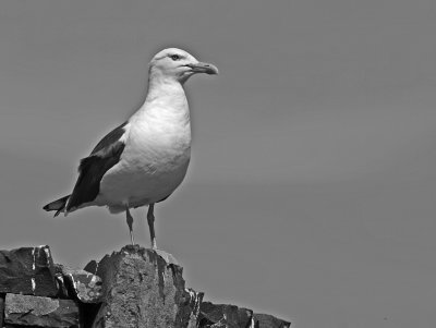 herring gull.jpg