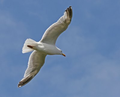 Herring gull in flight 2.jpg