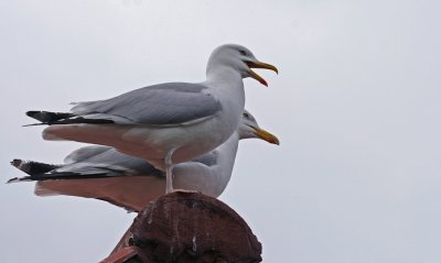 herring gulls 2.jpg
