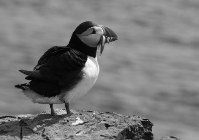 puffin with sand eels.jpg