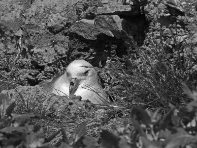 fulmar on nest.jpg