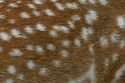 fallow deer coat pattern.jpg
