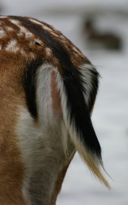 fallow deer tail.jpg