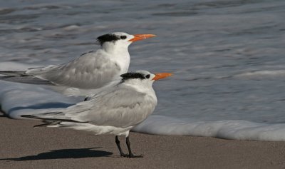 royal terns.jpg