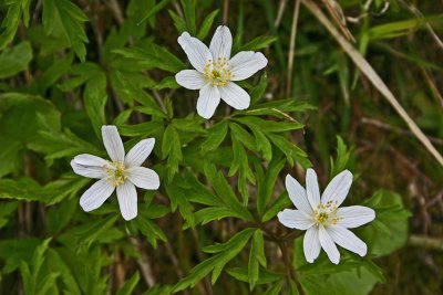 062wood anemone 2.jpg