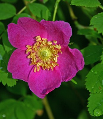 064alpine rose.jpg