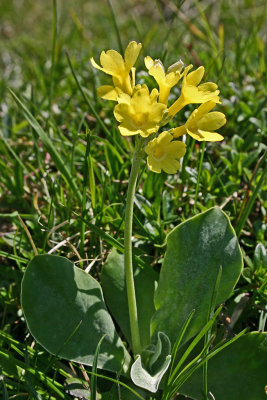 066Primula auricula 3.jpg